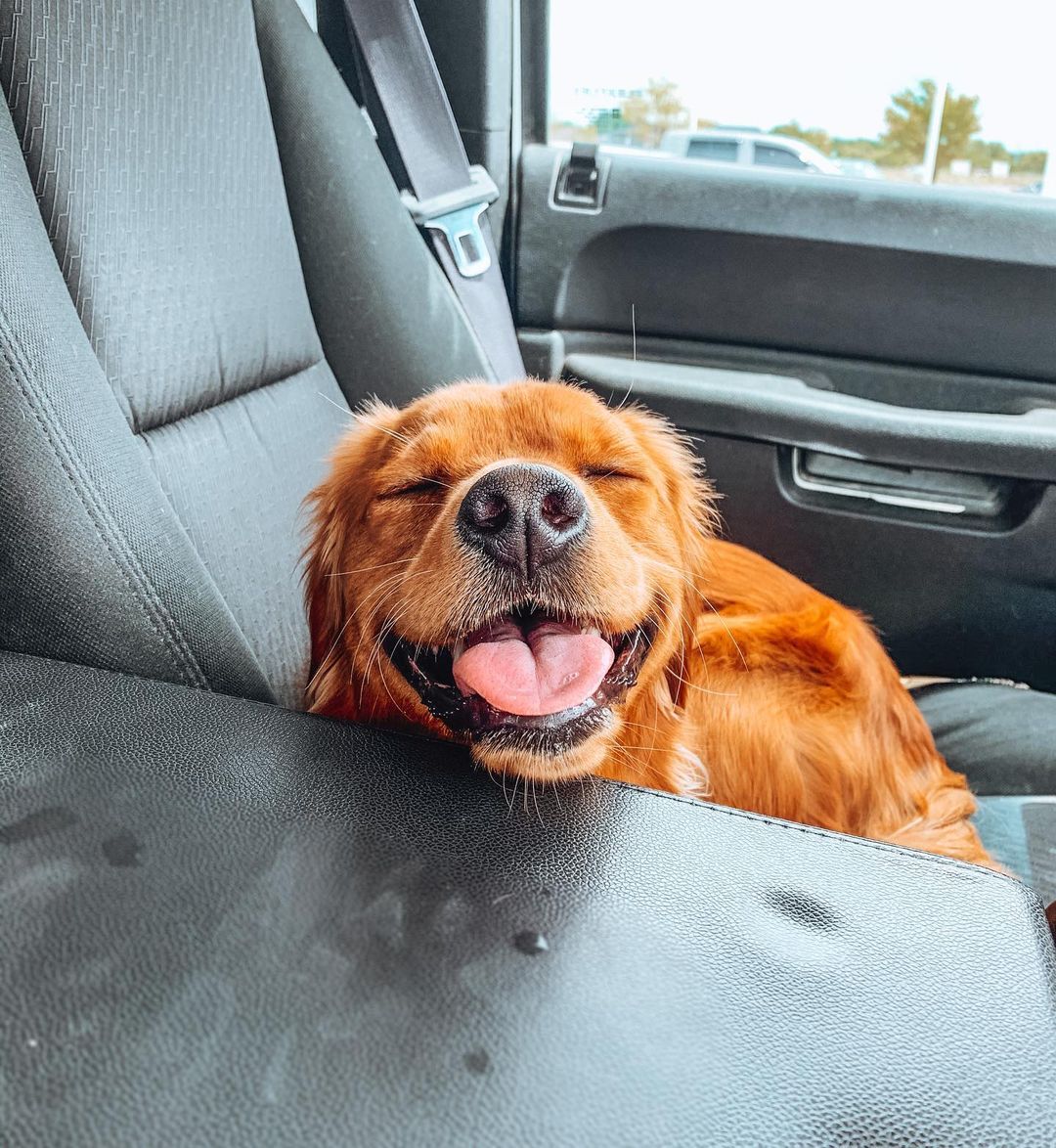 Dog in the backseat of a car in the Culver's drive-thru