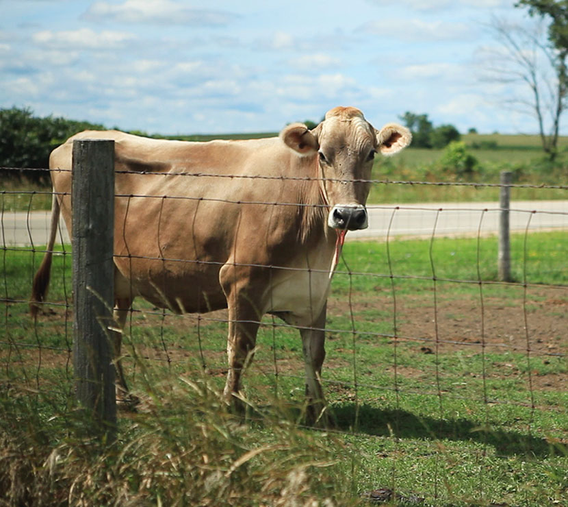 Cow