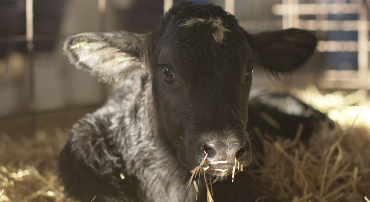Photo of a Calf at the Mathes Dairy Farmin in Wisconsin