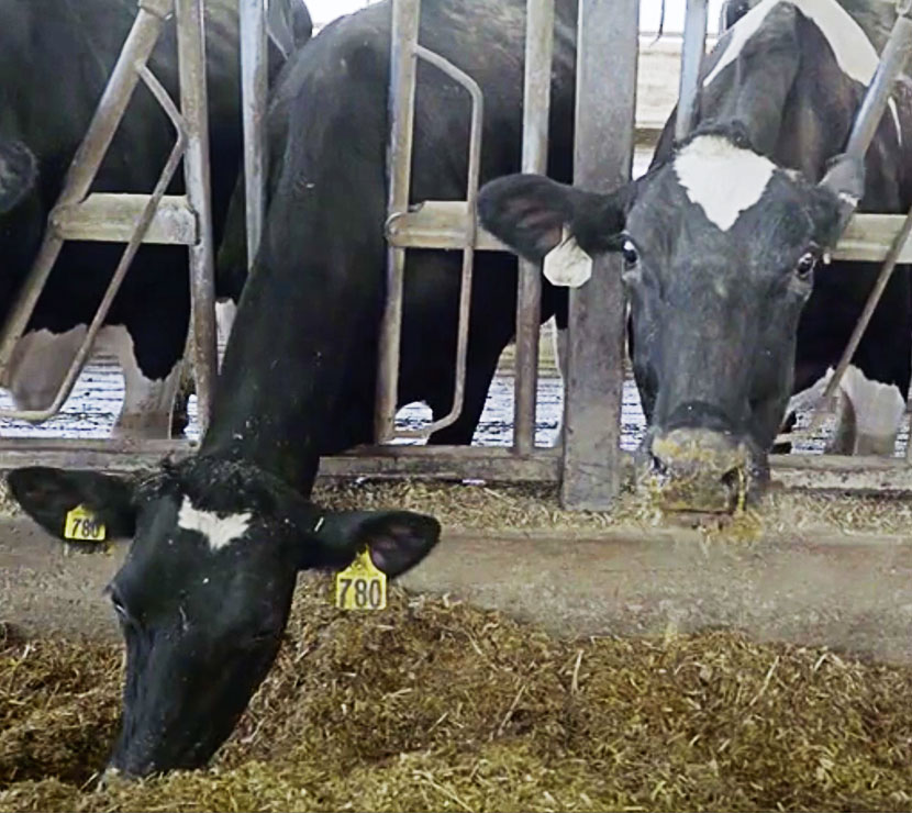 Heifers eating food.