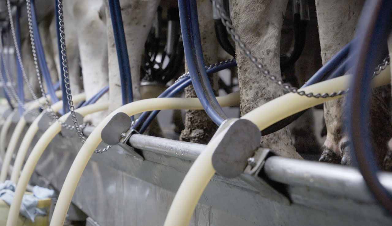 Cows getting milked over at the Mathes Dairy Farm