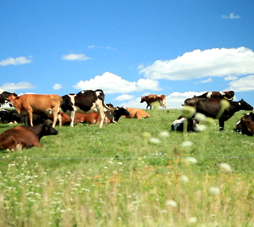Cows in pasture.