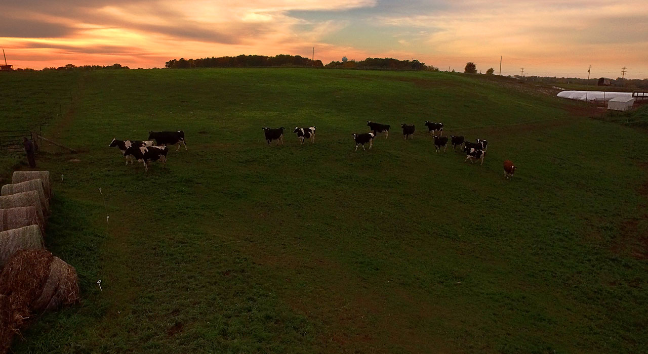Evening cows in the pasture.