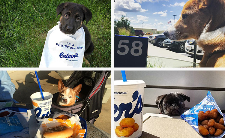 Collage of many dogs visiting Culver’s.