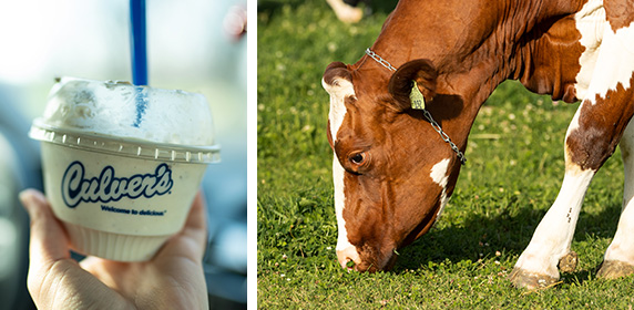 Collage image of cow and dish of Fresh Frozen Custard